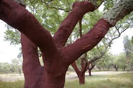 Cork-Tree-Image